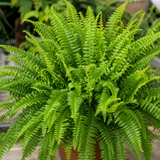 Boston Fern Nephrolepis, Pet-Safe Air Purifying Indoor Houseplant, 1 Litre Pots