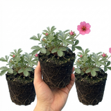 Set of 3 or 6 Potentilla Miss Wilmott Hardy Perennial Shrub Plants, Bee Friendly Summer Flowering, Outdoor Garden Ready, 1 Litre Root-Ball