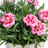 Set of 3 or 6 Large Plants - Dianthus Oscar Pink Purple, Outdoor Garden Ready