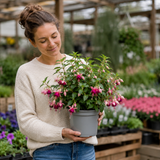 1 Large Plant - Fuchsia Bush Paula Jane, Outdoor Garden Ready, 5L Pot