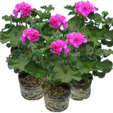 Set of 3 or 6 Large Plants - Pelargonium Toscana Dolce Vita Evi Blue, Ready to Plant