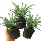 Set of 3 or 6 Soft Shield Fern Polystichum Setiferum Plants, Hardy Evergreen Shade Loving Perennial Ferns, Outdoor Garden Ready, 1 Litre / 11cm Root-Ball