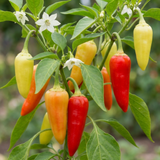 Set of 3 or 6 Large Chilli Pepper Plants - Hungarian Hot Wax, Ready to Plant in Your Garden