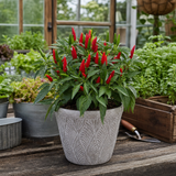 1 Apache Chilli Pepper Plant, Live Hot Pepper, Patio Ready, Grow Your Own Chilli, 2Ltr Root Ball