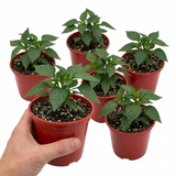 Set of 3 or 6 Large Plants - Sweet Pepper Redskin, Ready to Plant in Your Garden