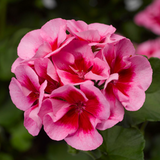 Set of 3 or 6 Large Plants - Geranium Calliope Rose Splash, Ready to Plant in Your Garden