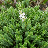 Hebe Little Leaves Green