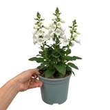 1 Digitalis Hanabee White Foxglove Plant, Hardy Bee Friendly Perennial, Summer Flowering, 2 Litre Root Ball