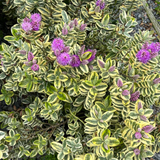 Hebe Variegata