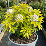 1 Choisya Aztec Gold Plant, Hardy Evergreen Mexican Orange Blossom Shrub, 3 Litre Root Ball