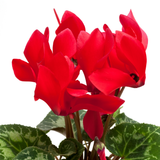 Cyclamen Red 10.5cm