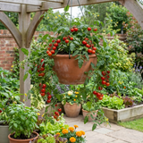 Set of 3 or 6 Large Plants - Tomato Tumbling Tom Variety, Outdoor Garden Ready, 10.5 cm