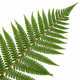 Set of 3 or 6 Dryopteris affinis Montana Male Fern Hardy Evergreen Perennial Plants, Shade Loving Garden Plant, 1L Root Ball