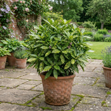 1 Aucuba Japonica Variegata Spotted Laurel Plant, Shade Loving Hardy Evergreen Shrub, 2 Litre Root Ball