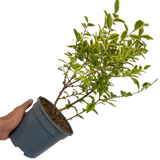 Ligustrum Aureum