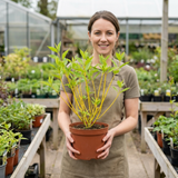 1 Cornus Flaviramea Yellow Twig Dogwood Plant, Hardy Winter Stem Shrub, 3 Litre Root Ball