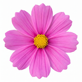 Set of 3 or 6 Large Plants - Cosmos Apollo Pink, Ready to Plant in Your Garden, Peat-Free