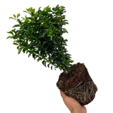 Euonymus Green Spire