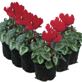 Cyclamen Silver Leaf Scarlet 10.5cm