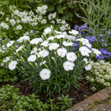 Set of 3 or 6 Large Plants - Dianthus Oscar White, Outdoor Garden Ready