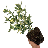 Euonymus President Gauthier