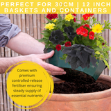 7 Colour Coordinated Plants - Brilliant Bling Theme Speedplanter, Garden Ready
