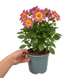 1 Large Plant - Dahlia Maggiore Fun Rose Bicolour, Ready to Plant in Your Garden