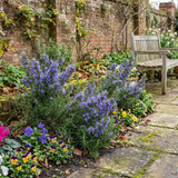 Set of 3 or 6 Rosemary ‘Blue Winter’ Herb Plants (Salvia rosmarinus), Hardy Evergreen Culinary Shrub, Outdoor Garden Ready, 1 Litre Root-Ball
