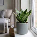 1 Sansevieria Superba Snake Plant, Low Maintenance Air Purifying Indoor Houseplant, 21cm Root Ball