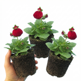 Set of 3 or 6 Garden Ready Plants – Calceolaria Calynopsis ‘Ruby’, Ready to Plant