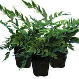 Holly Fern