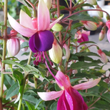 Set of 3 or 6 Large, Outdoor Garden Ready Plants - Fuchsia Bella Olivia (White & Purple)