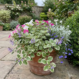 Set of 3 or 6 Large Plants - Plectranthus Coleoides / Swedish Ivy, Outdoor Garden Ready