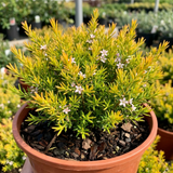 1 Diosma Sunset Gold Plant, Hardy Evergreen Flowering Shrub, Outdoor Garden Ready, 3L 17cm Root Ball