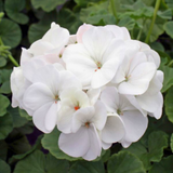 Geranium Toscana Erika
