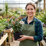Set of 3 or 6 Viburnum Tinus Gwenllian Hardy Evergreen Flowering Shrub Plants, Winter Flowering Hedge, Outdoor Garden Ready, 11cm Root-Ball