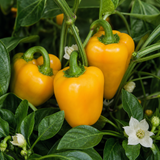 1 Sweet Pepper Live Plant, Snack Yellow Variety, Grow Your Own Peppers, Patio Garden Ready, 2 Litre Root Ball