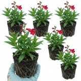 Set of 3 or 6 Penstemon Red Hardy Perennial Plants, Bee Friendly Summer Flowering, Outdoor Garden Ready, 1 Litre Root-Ball