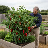 Set of 3 or 6 Large Sweet Pepper Plants - Thor Variety, Ready to Plant in Your Garden