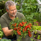 1 Patio Cherry Tomato Plant, Veranda Red, Live Outdoor Garden Ready, 2 Litre Root-Ball