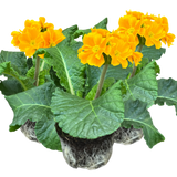 Polyanthus Orange