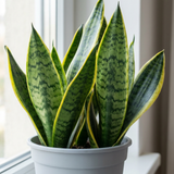1 Sansevieria Superba Snake Plant, Low Maintenance Air Purifying Indoor Houseplant, 21cm Root Ball