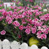 Set 3 or 6 Large Plants - Dianthus Pink Kisses, Ready to Plant in Your Garden