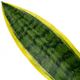 1 Sansevieria Superba Snake Plant, Low Maintenance Air Purifying Indoor Houseplant, 21cm Root Ball