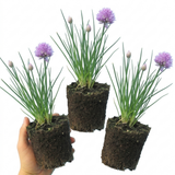 Set of 3 or 6 Fresh Chive Herb Plants, Hardy Perennial Live Herbs for Kitchen Garden, 1 Litre Root Ball