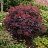 1 Large Plant - Cotinus Royal Purple, Ready to Plant in Your Garden, 3L Pot