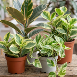 3 Variegated Houseplant Collection, Ficus Tineke, Peperomia & Marble Queen Pothos, 1 Litre Root Ball