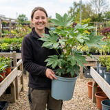 1 Fatsia Japonica Japanese Aralia Plant, Hardy Evergreen Shade Loving Shrub, 7.5 Litre Root-Ball