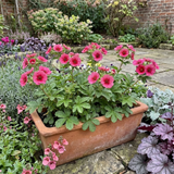 Set of 3 or 6 Potentilla Miss Wilmott Hardy Perennial Shrub Plants, Bee Friendly Summer Flowering, Outdoor Garden Ready, 1 Litre Root-Ball