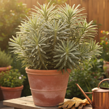 Euphorbia Silver Edge